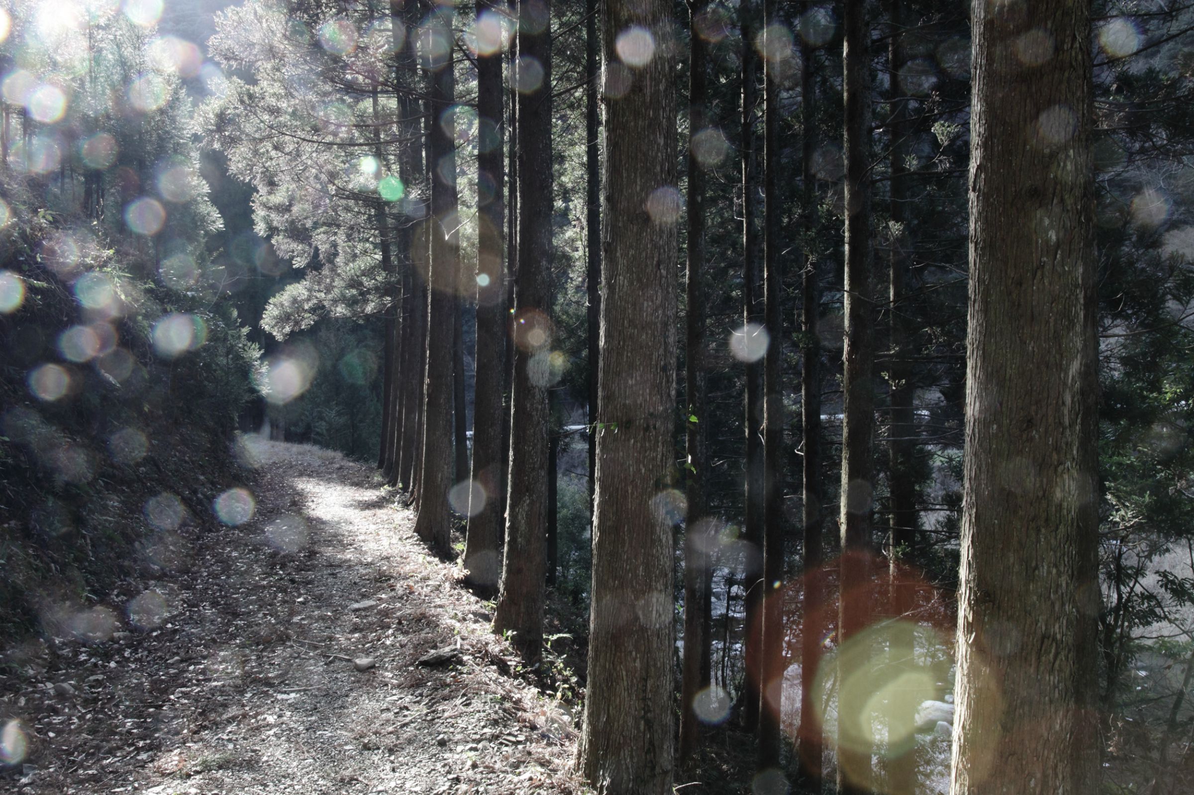 角島直樹 月照浄瑠璃寺 オリジナルリトグラフ 2/150 Amazon.co.jp: 日立 2重環形蛍光ランプ ペアルミック FHD85EDK-A