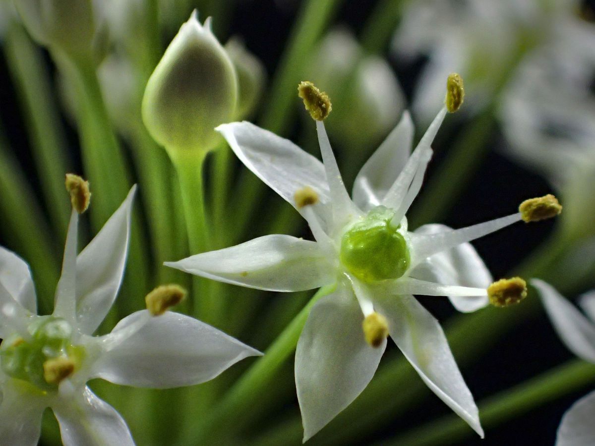 小さな花ニラ 3 植物 花 花びら Ganref