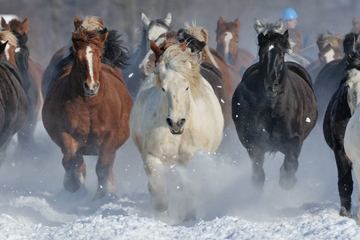 馬追い 動物 家畜 Ganref