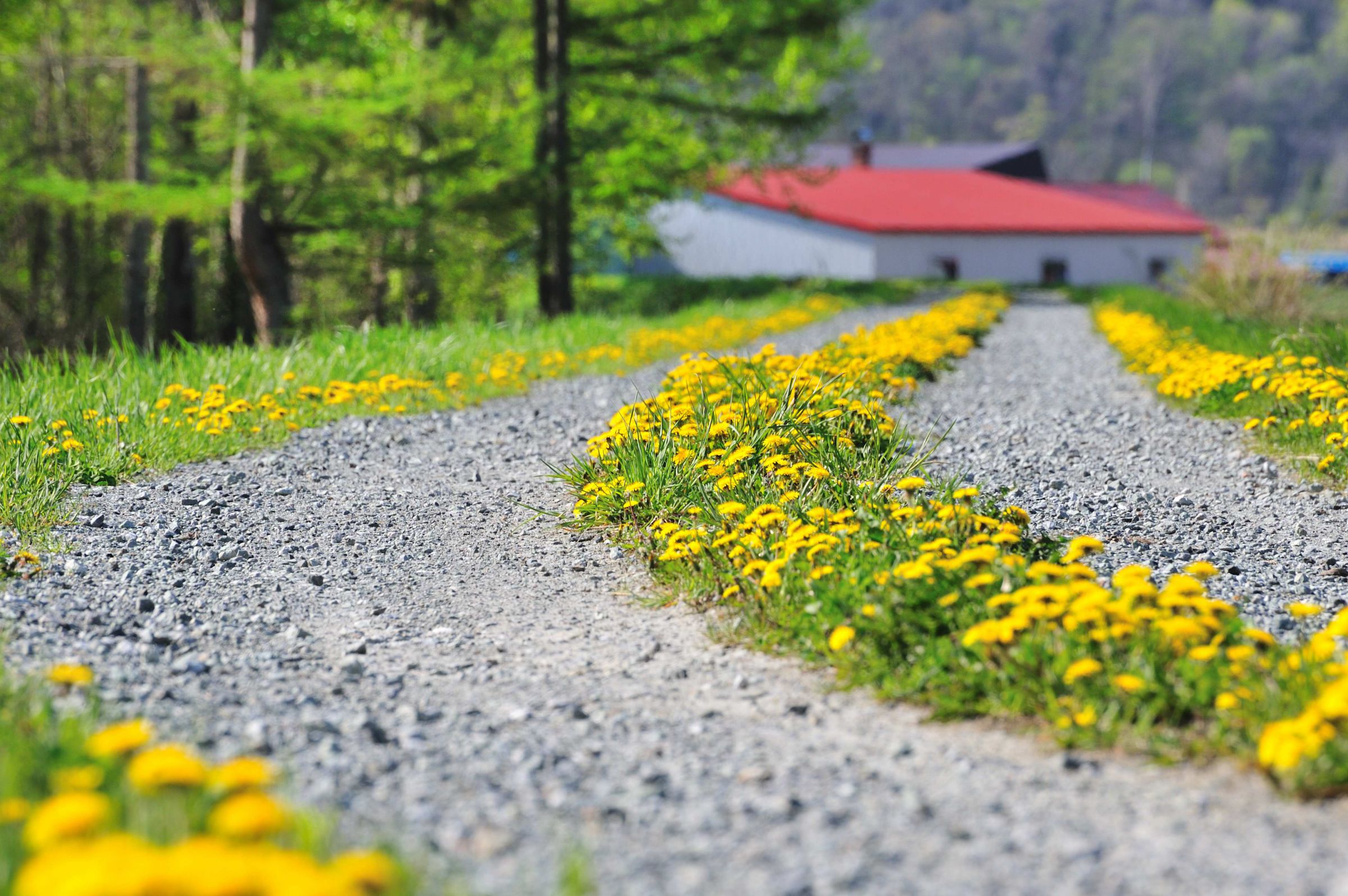 たんぽぽ ニホンタンポポ2千株咲き誇る畑に、「たんぽぽの恵み」が響く 大仙市