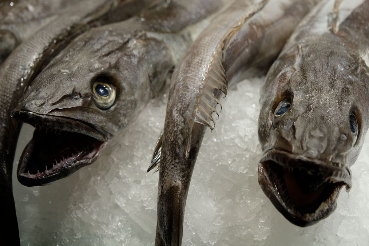 バルセロナのメルルーサ GANREF