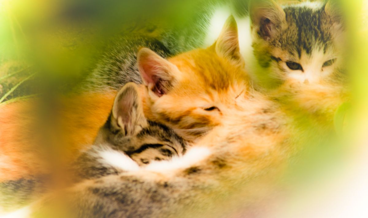 [美品/元箱/作例] Nikon AF 70-300mm F4-5.6 D ジャンク】1100円 AF Zoom-Nikkor 70-300mm F4-5.6G 動作検証・作例