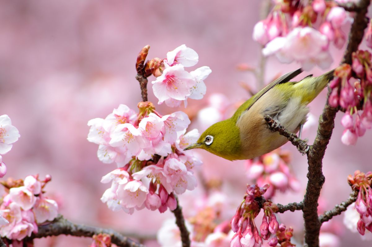 [美品/元箱/作例] Nikon AF 70-300mm F4-5.6 D Nikon(ニコン) AF-P NIKKOR 70-300mm f/4.5-5.6E ED VR 実写レビュー