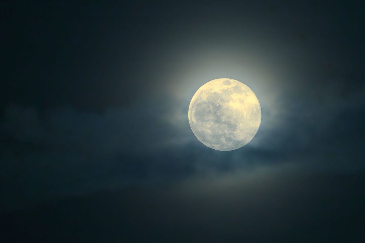 月影ブルー 旭日昇天NO. 2.3.4.5 鉢花 