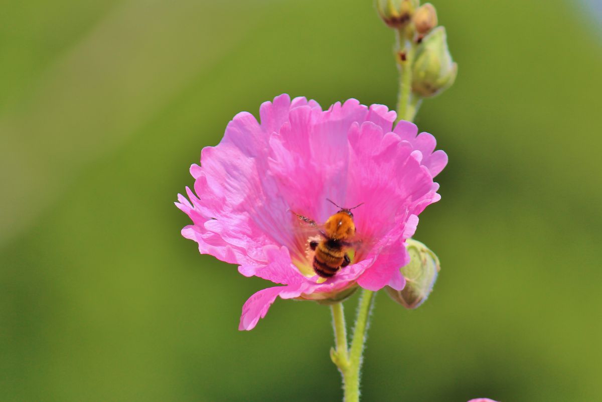 EF-S55-250mm F4-5.6 IS IIで撮影された写真 | 写真検索 | GANREF