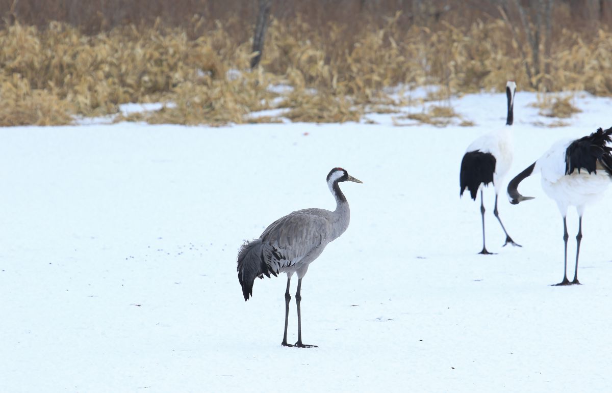 頑張れクロツル 動物 鳥類 Ganref