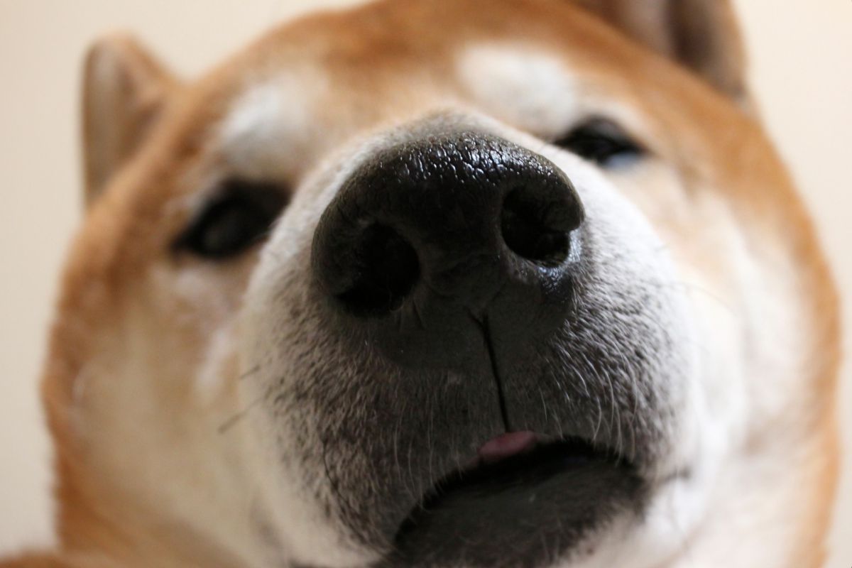 カメラは舐めないでね 動物 犬 Ganref