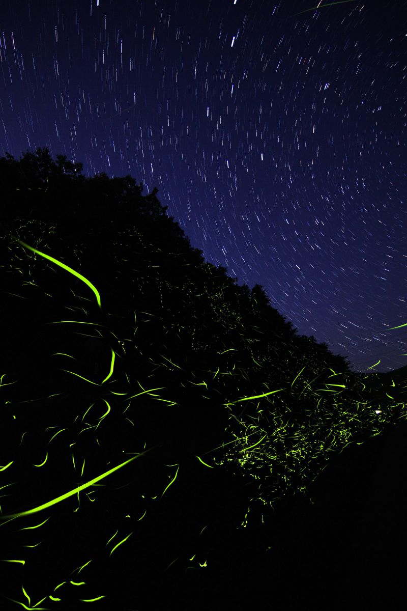 蛍星 自然 風景 水辺 Ganref