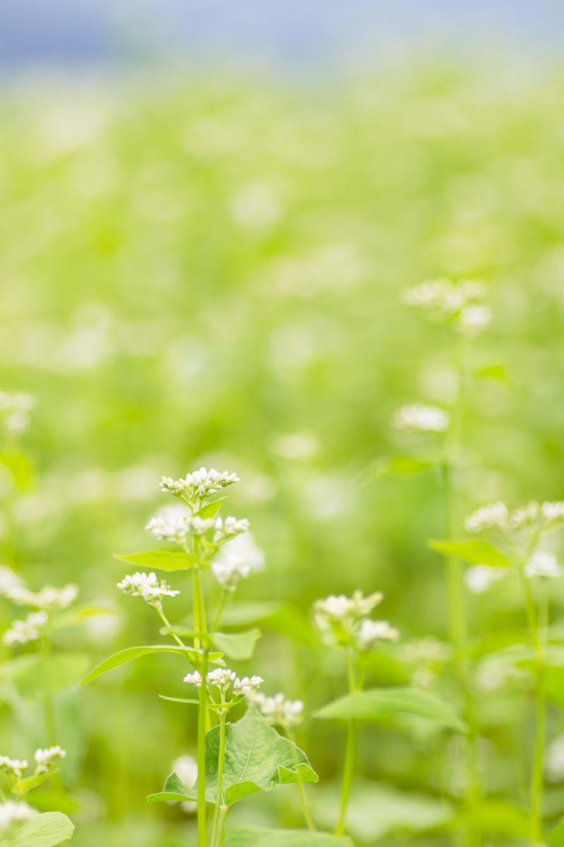 そばの花 植物 花 花びら Ganref