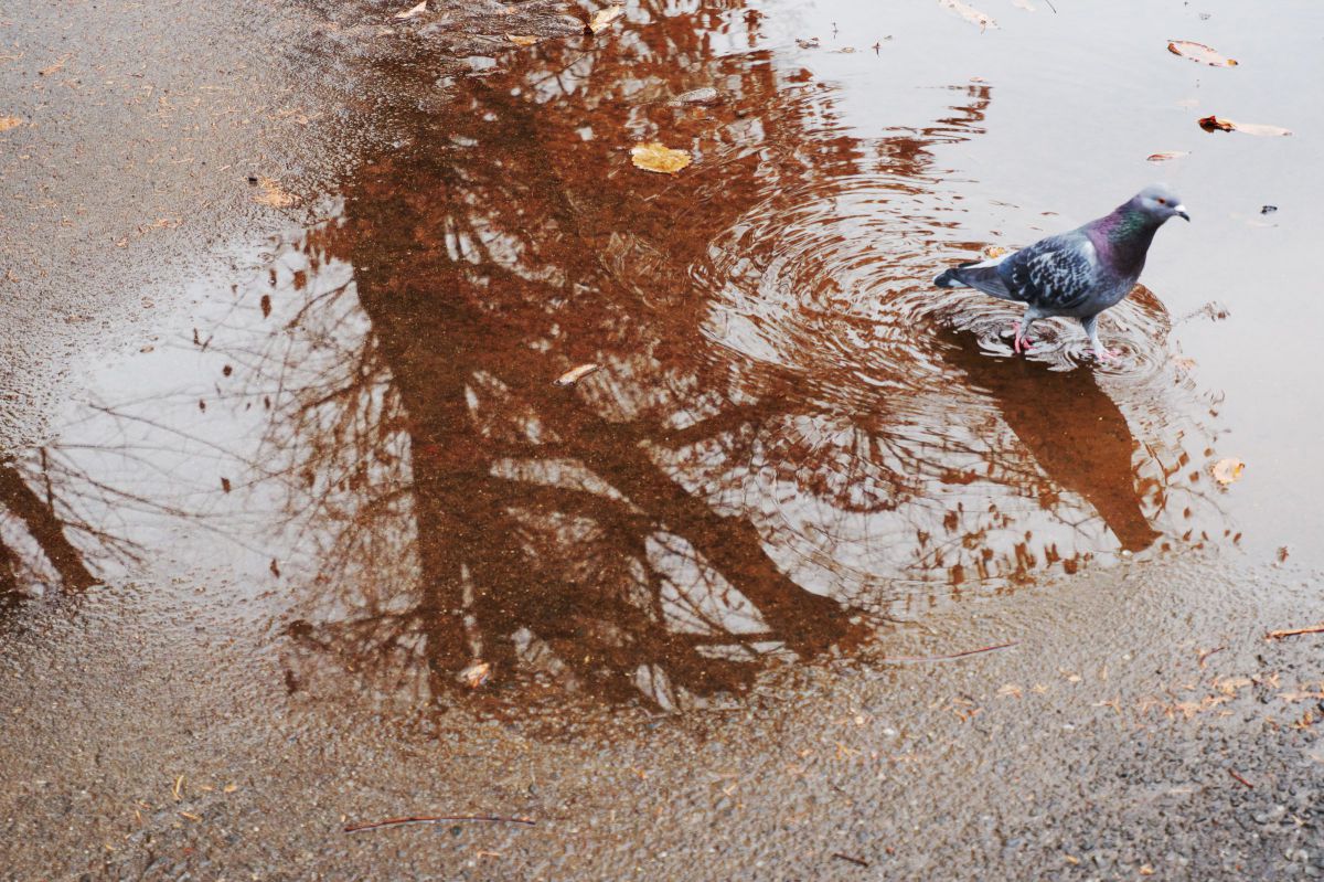 XC15-45mmF3.5-5.6 OIS PZで撮影された写真 | 写真検索 | GANREF