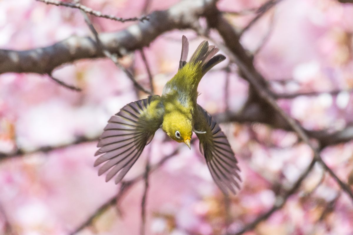 春メジロ 動物 鳥類 Ganref 春メジロ 動物 鳥類 Ganref