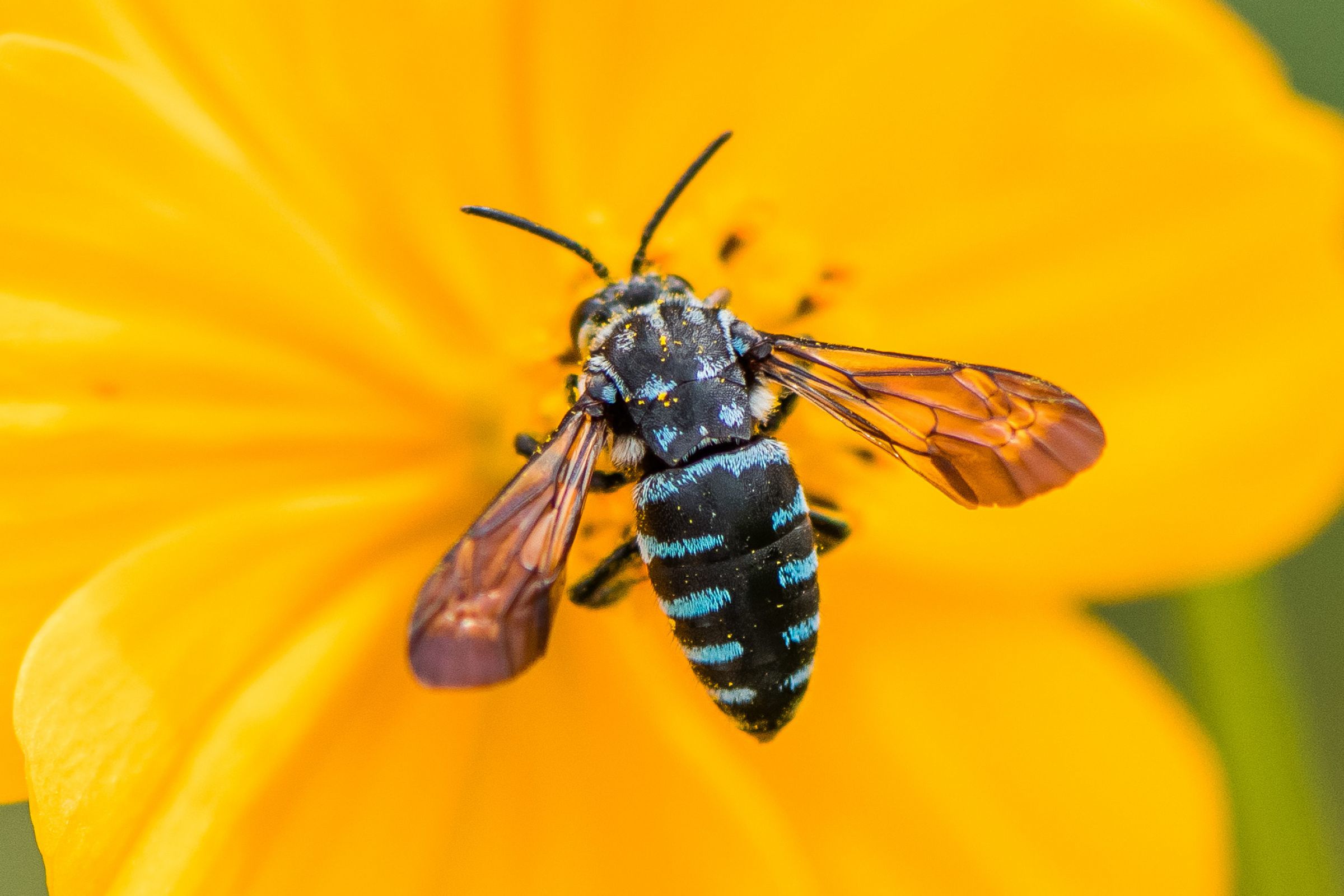 幸せの青いハチ | GANREF