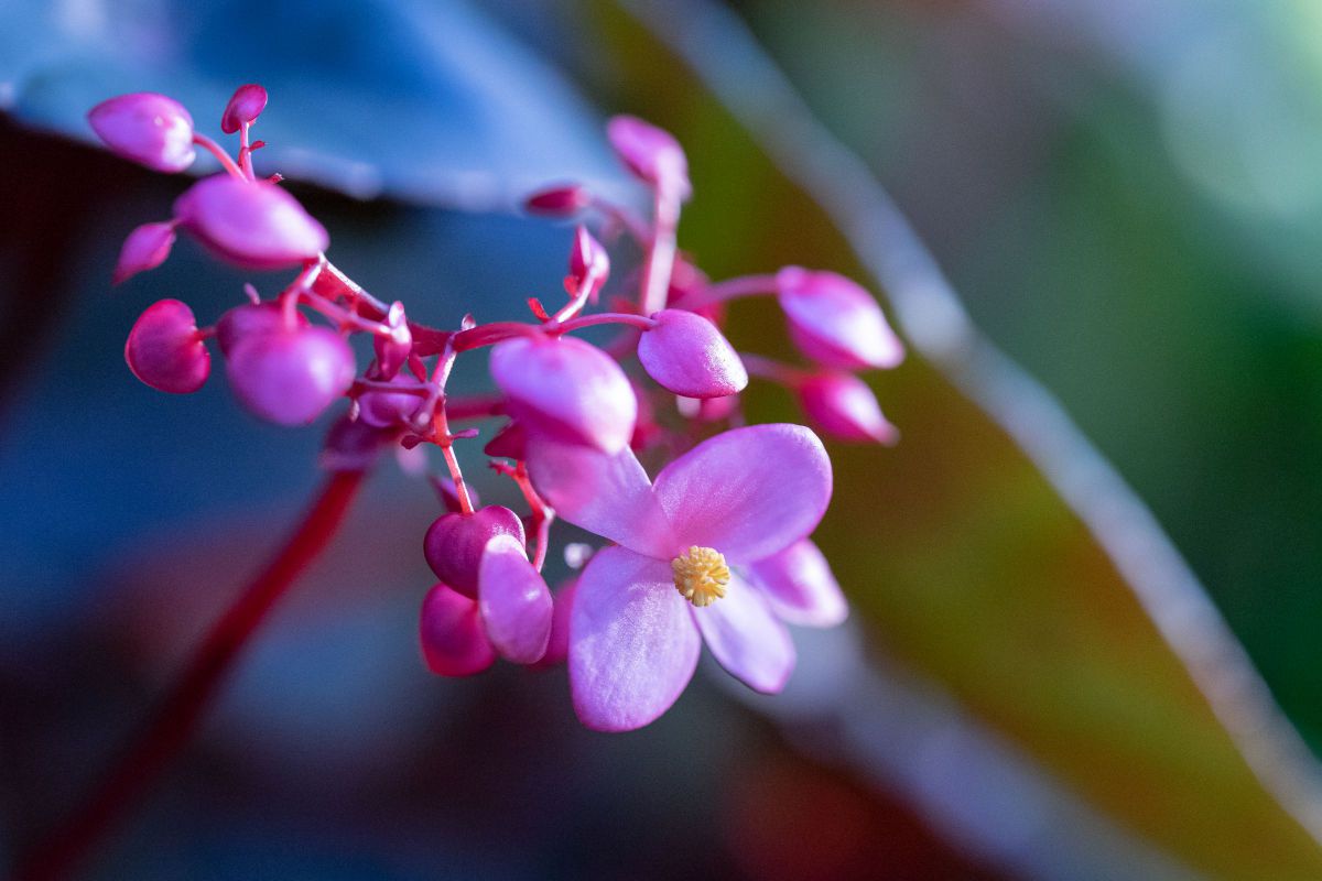 温室の花 植物 花 花びら Ganref