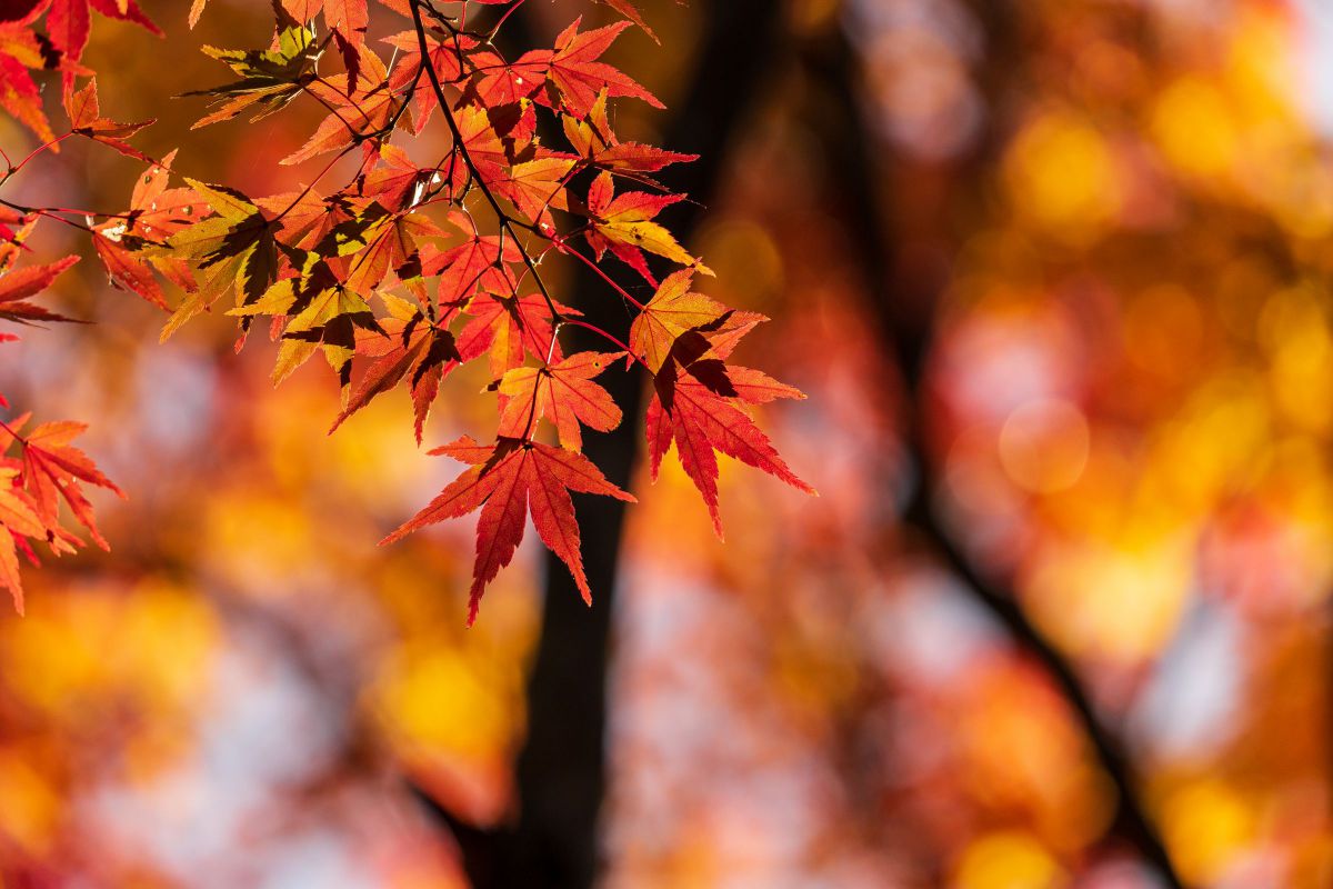 もみじ 植物 紅葉 Ganref