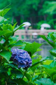 ヤトッチ　紫陽花の花びら ヤトッチ 紫陽花の花びら ヤトッチ 紫陽花の花びら 旧中川の