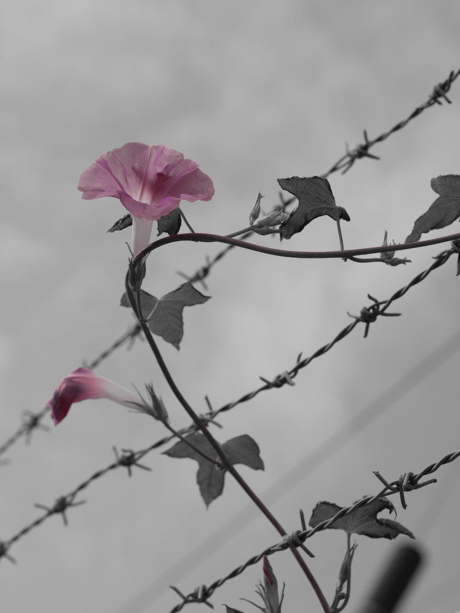 いばらの道 植物 花 花びら Ganref