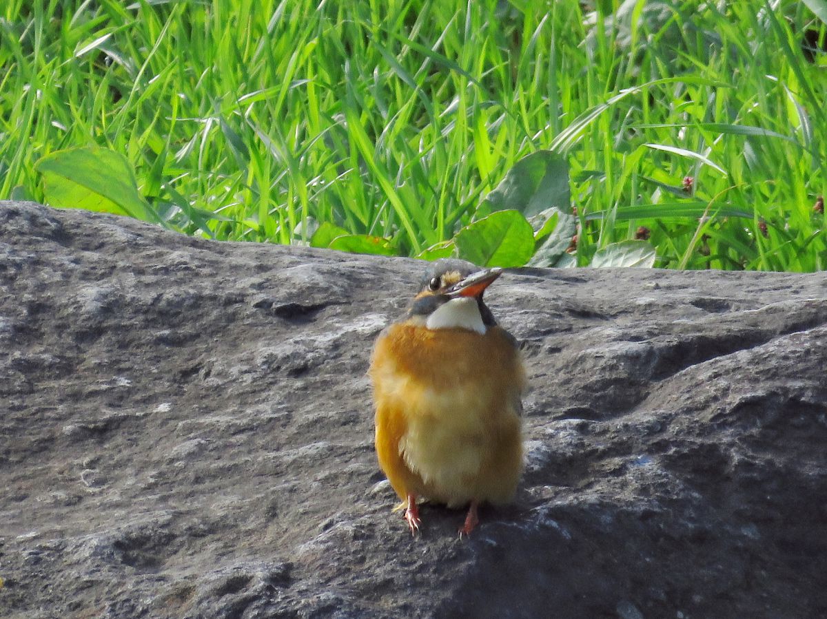 野鳥を撮ってみましたー♪ | GANREF