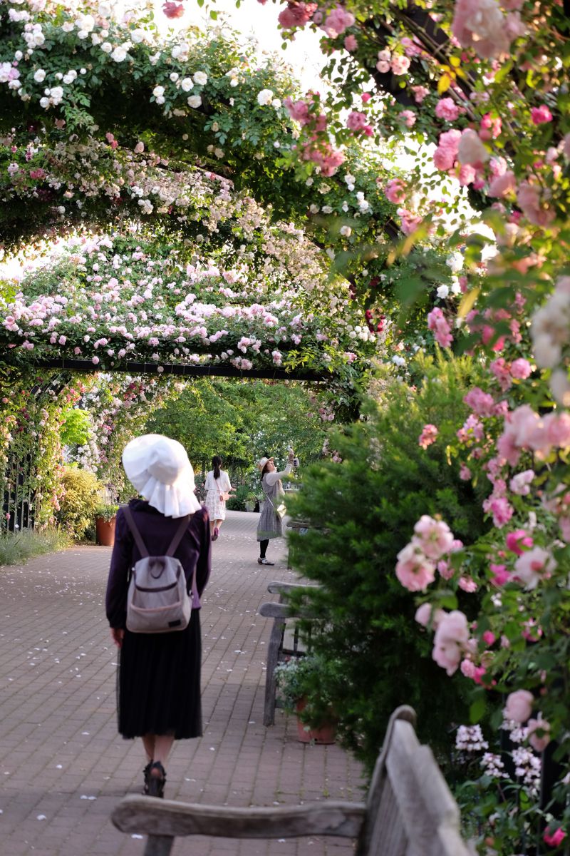 Yokohama English Garden 植物 花 花びら Ganref