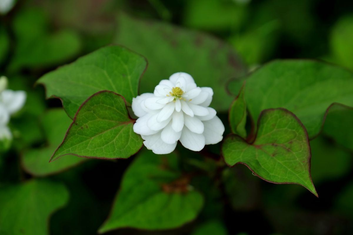 八重ドクダミ 東慶寺 植物 花 花びら Ganref