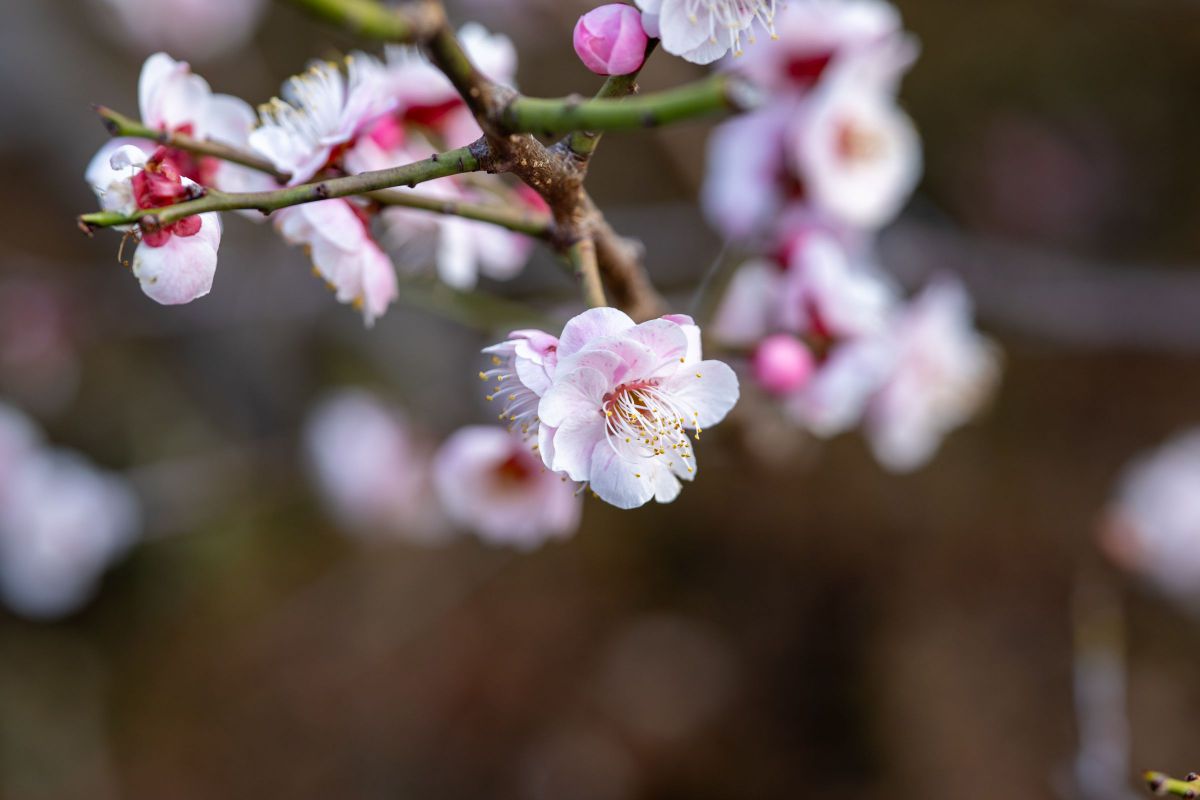 ピンク色の梅の花 | GANREF