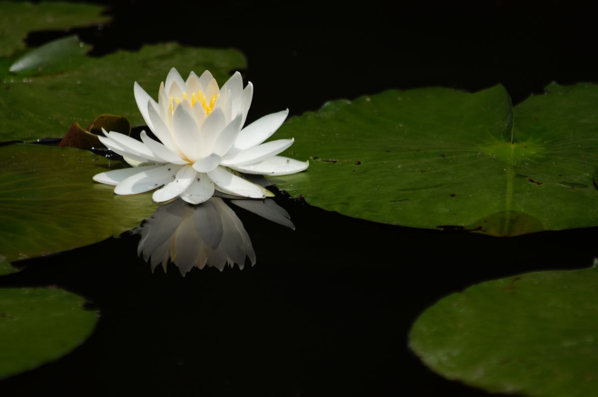 公園に咲く水蓮 植物 花 花びら Ganref