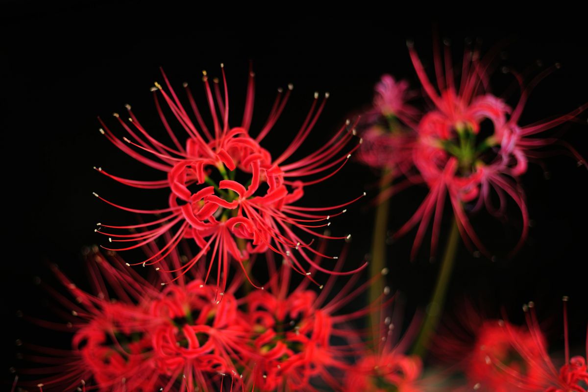 紅色植物