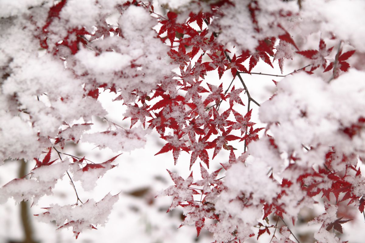 雪椛 植物 紅葉 Ganref