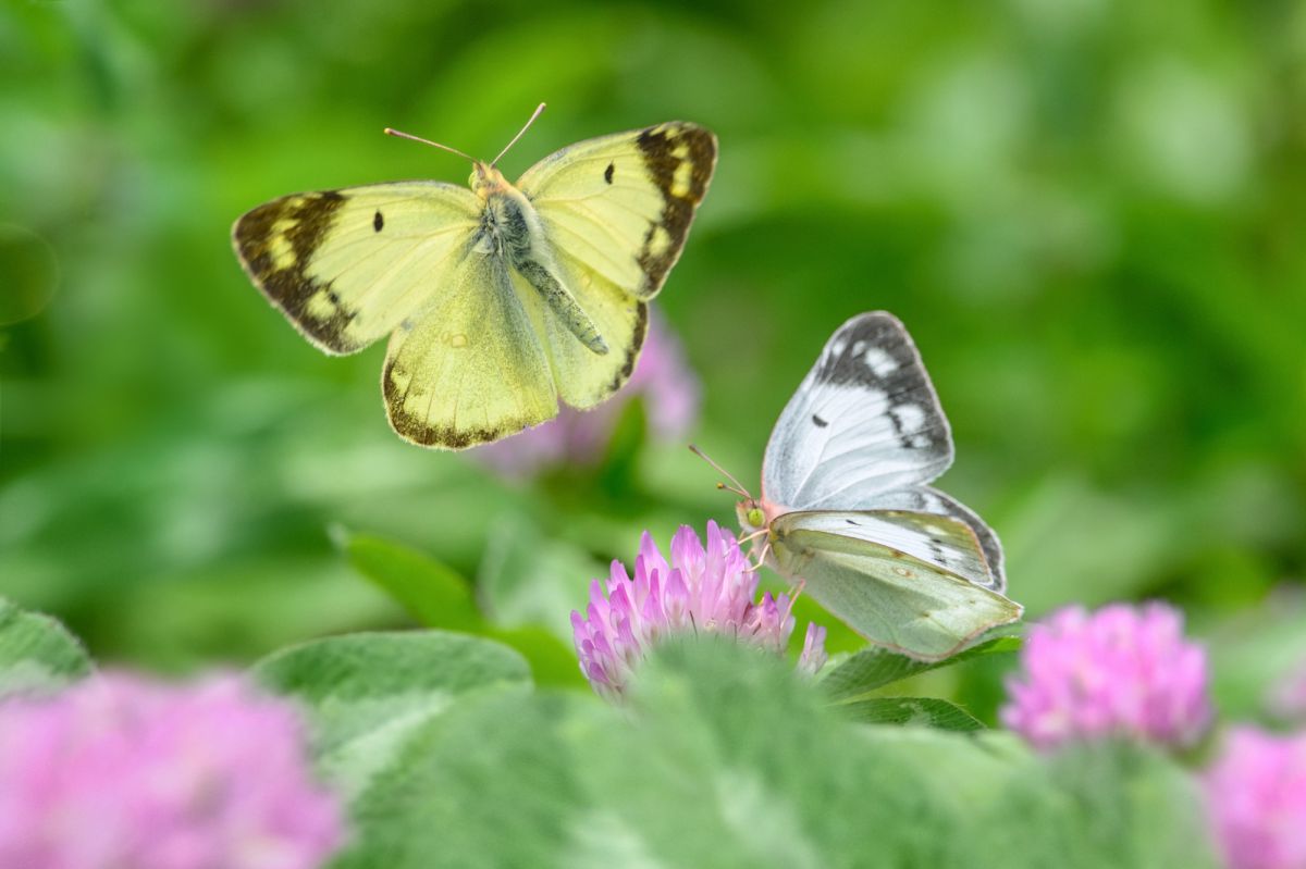 モンキチョウ舞う 動物 虫 昆虫 Ganref モンキチョウ舞う 動物 虫 昆虫 Ganref