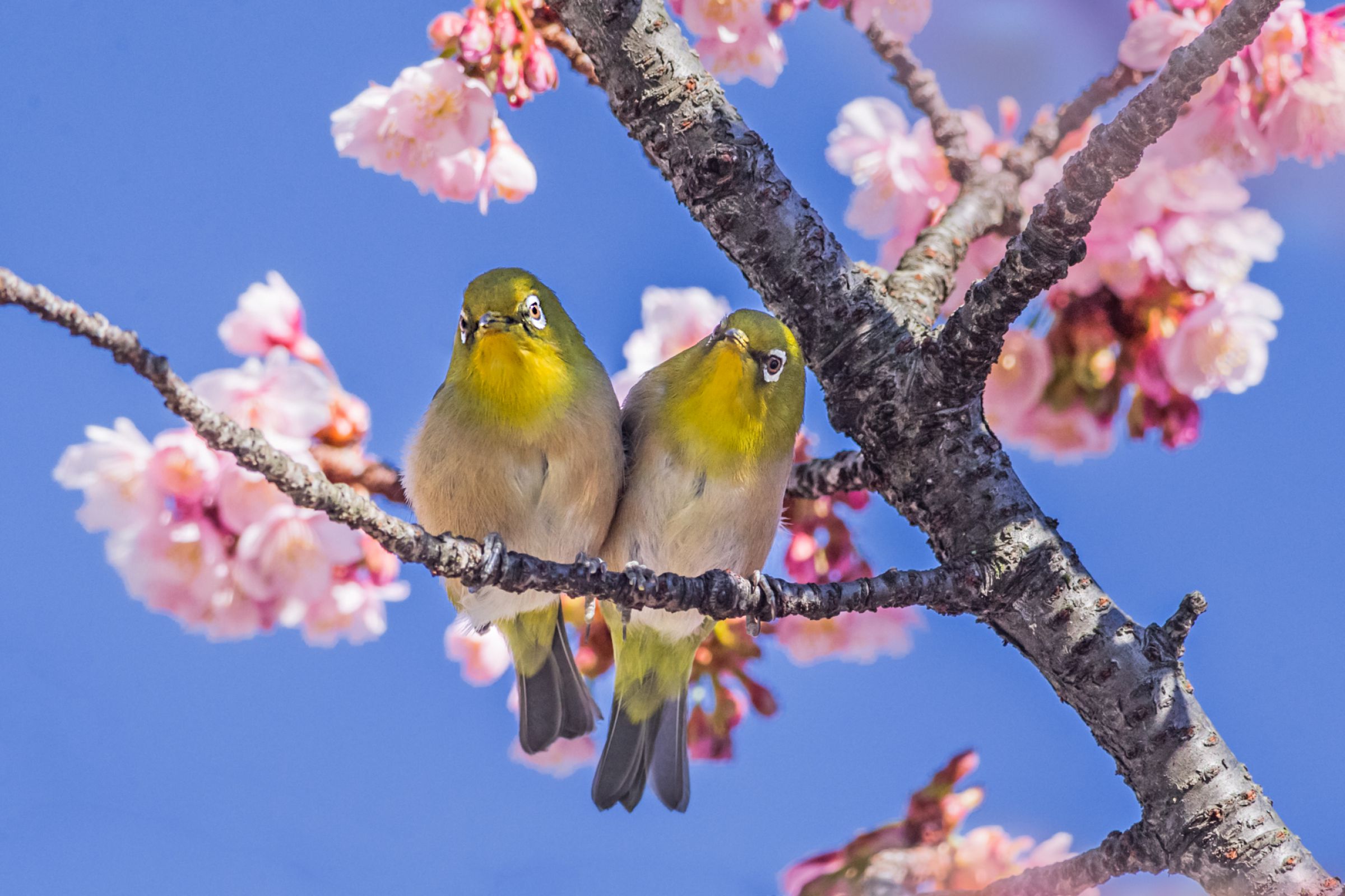 仲良しメジロ | GANREF