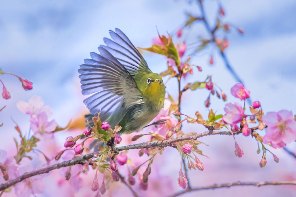 河津桜とメジロ 2 動物 鳥類 Ganref