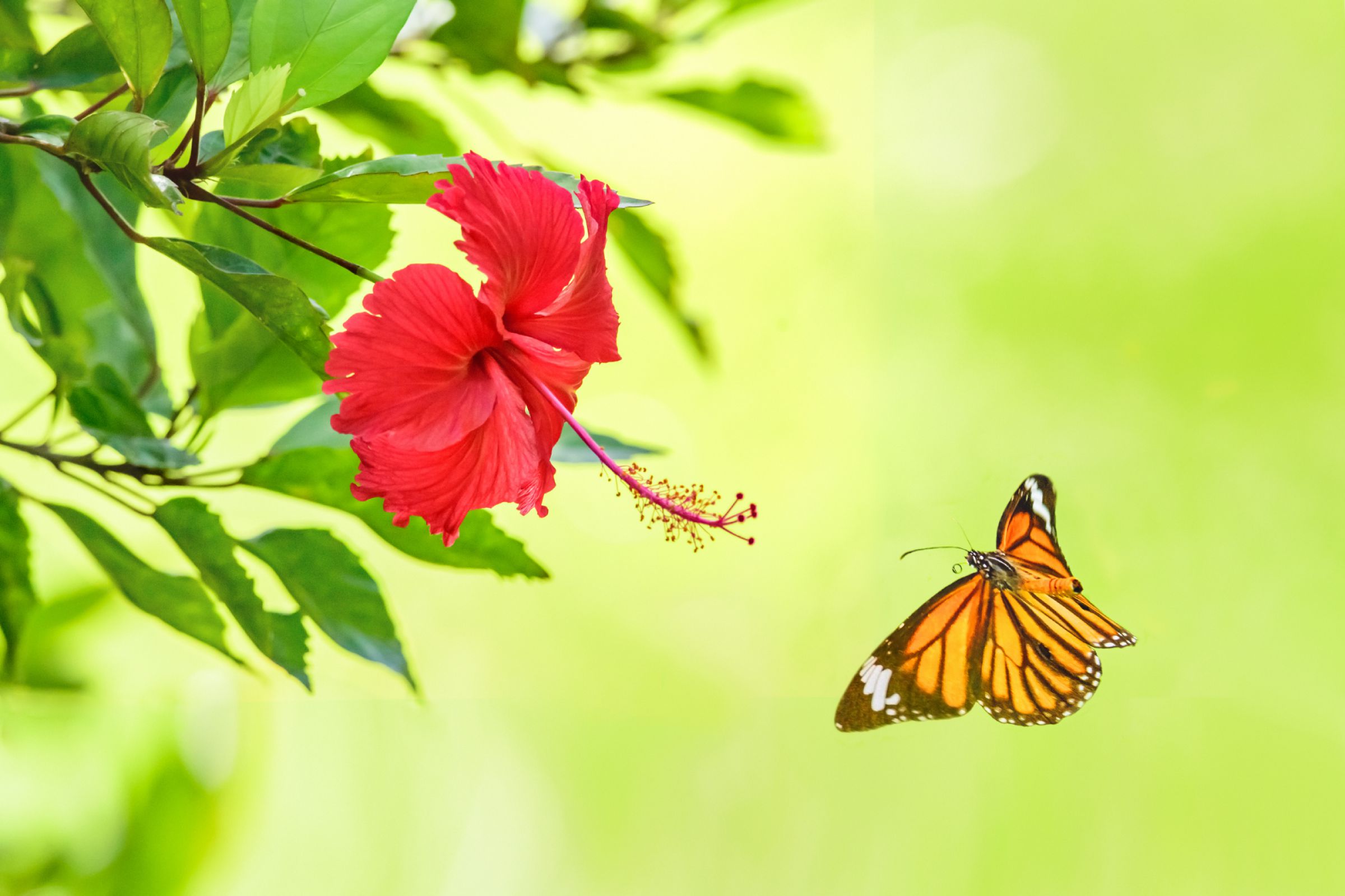 ハイビスカスと蝶々、油彩画 絵画作品「ハイビスカスと蝶」