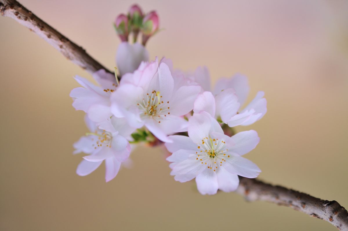 クリスマスにはきれいな花を 植物 桜 Ganref