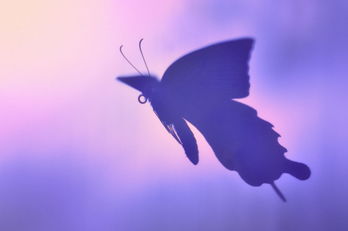 夢の中の蝶（飛躍）  動物 ＞ 虫・昆虫  GANREF