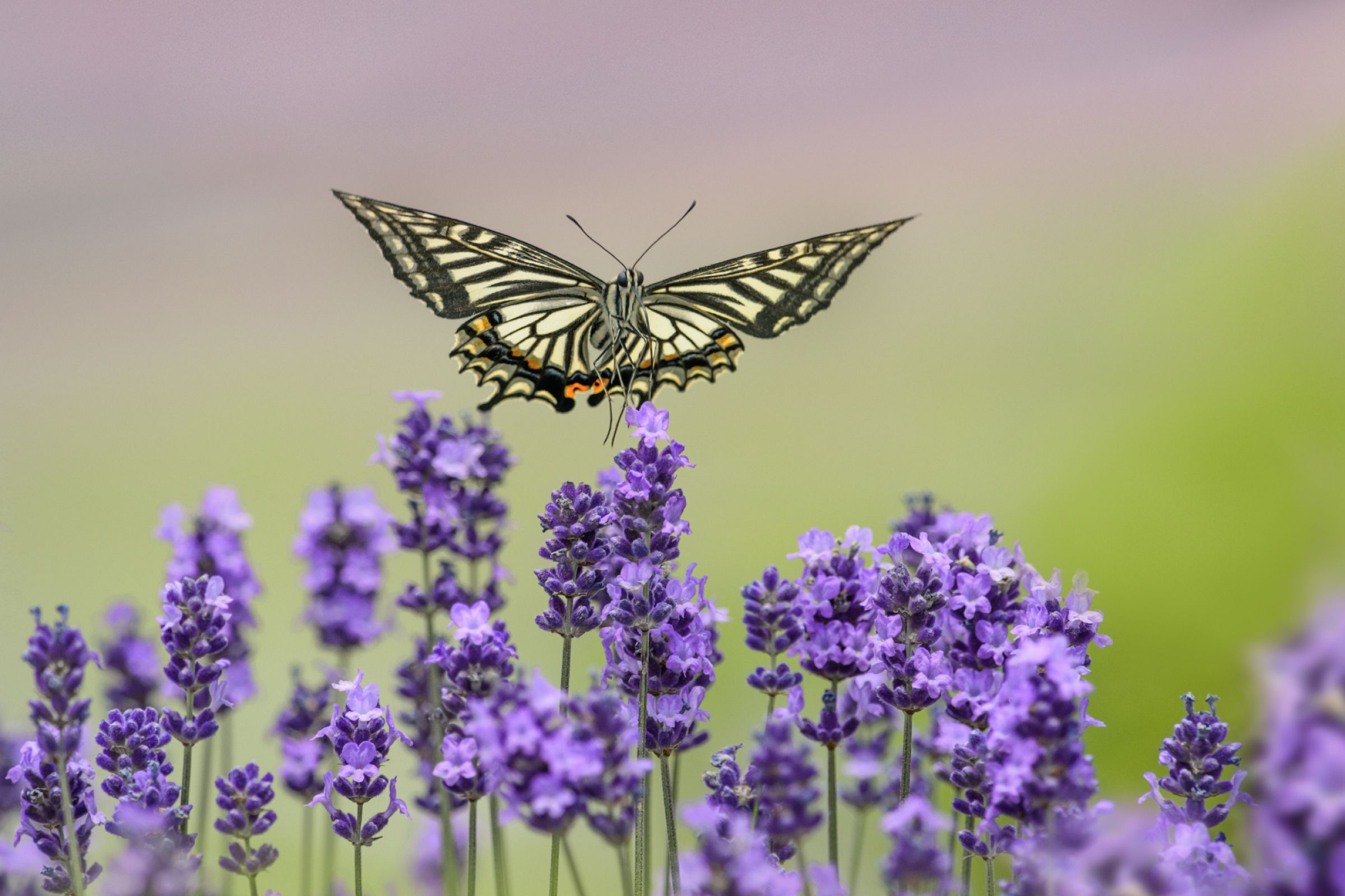 ラベンダーの上を飛ぶ | GANREF