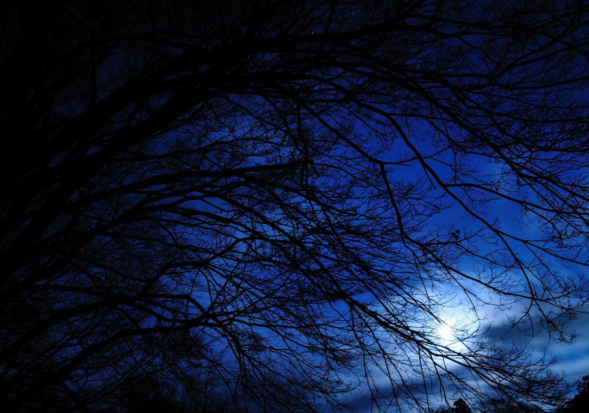 光と闇 自然 風景 森林 Ganref