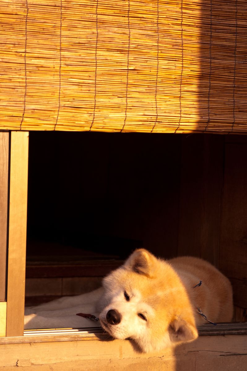 夏バテ 動物 犬 Ganref