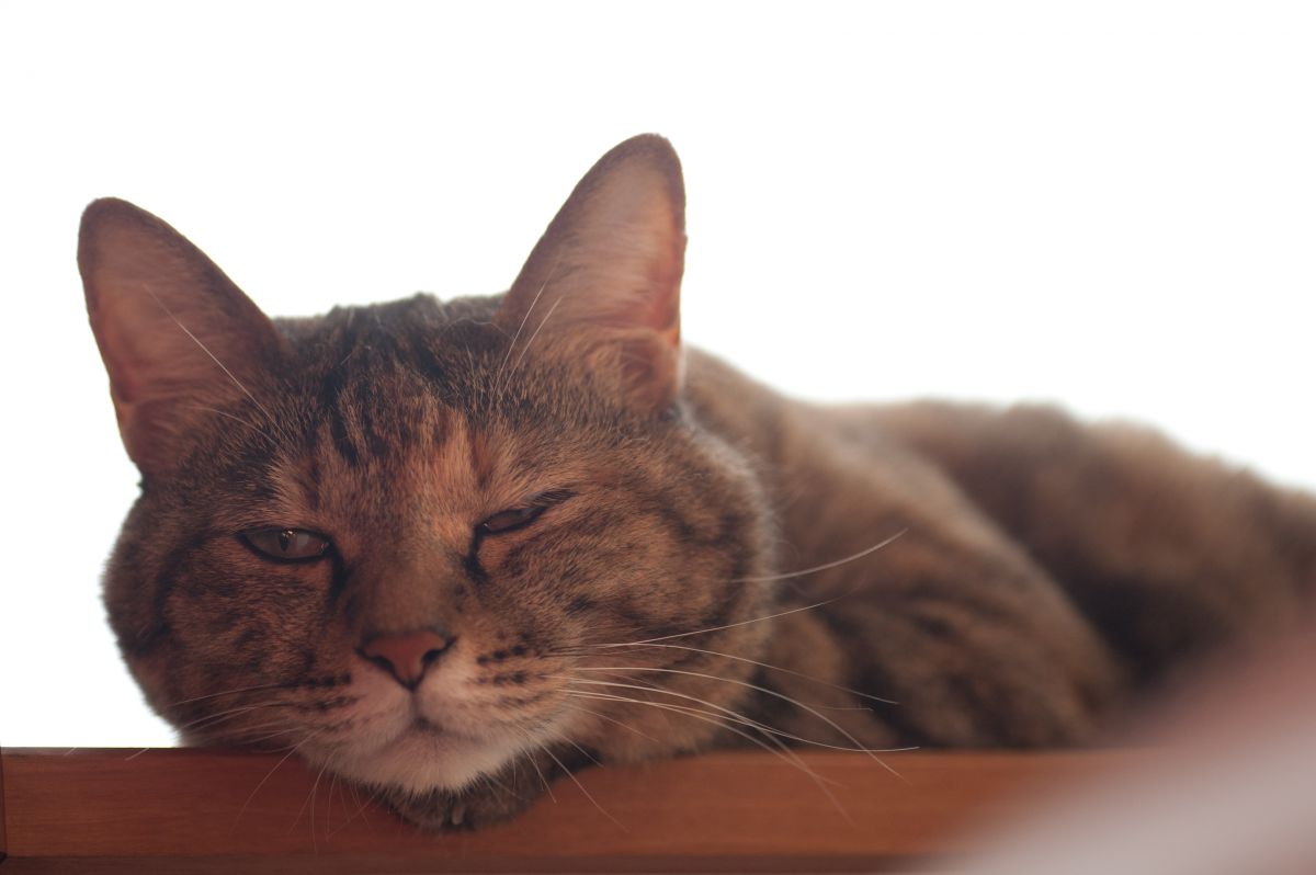 寝ぼけ顔 動物 猫 Ganref