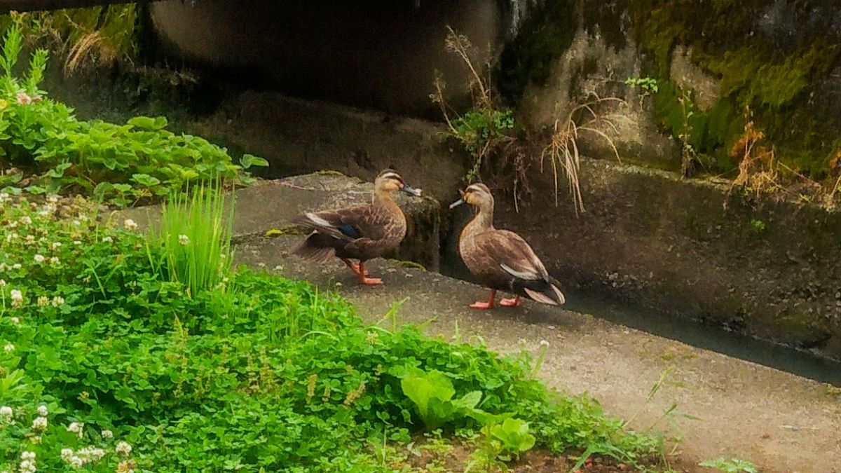 鴨が葱を背負って来る 動物 鳥類 Ganref