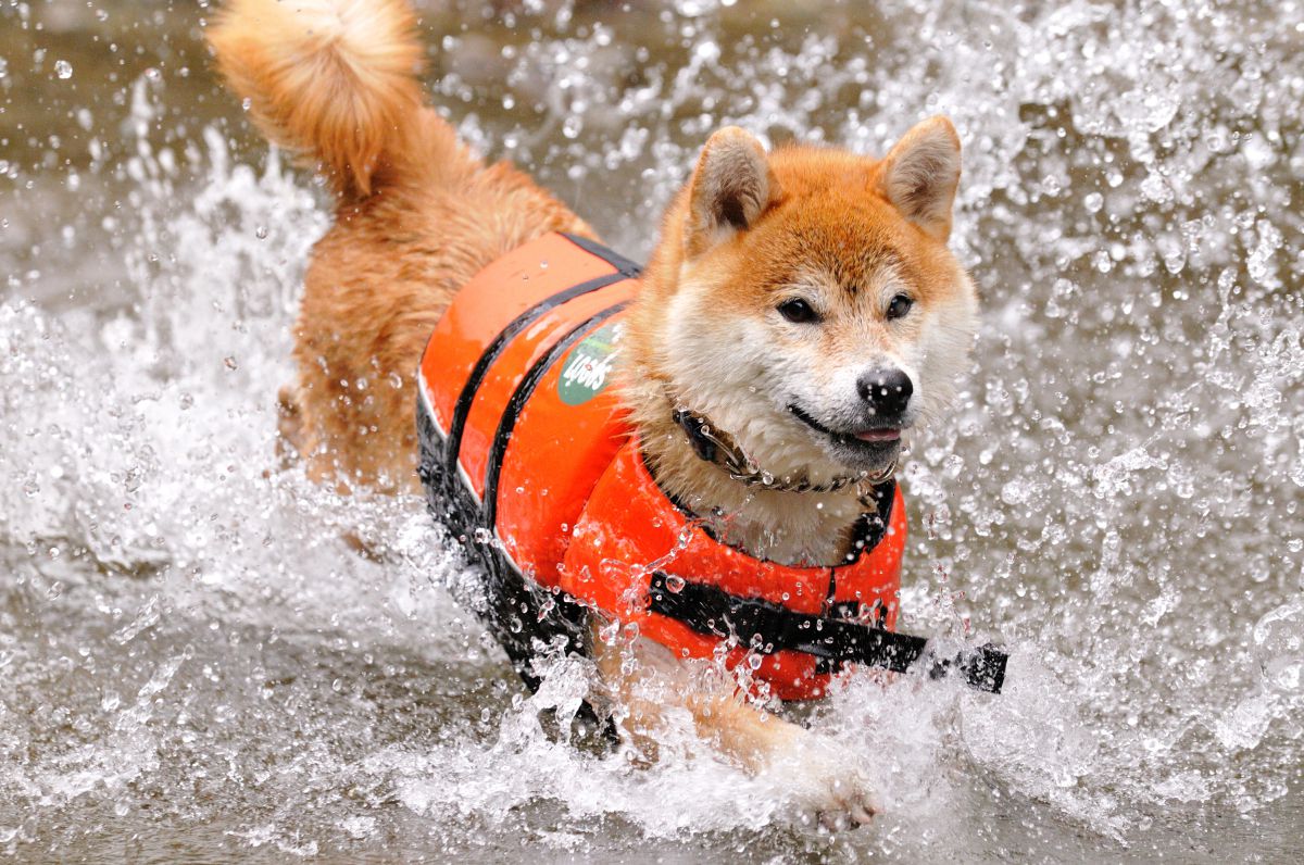 はしゃぐ 動物 犬 Ganref