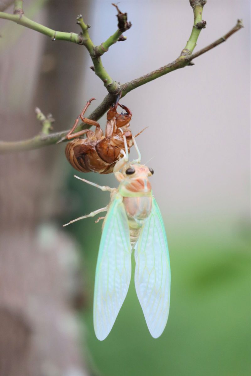 夏の訪れ 動物 虫 昆虫 Ganref