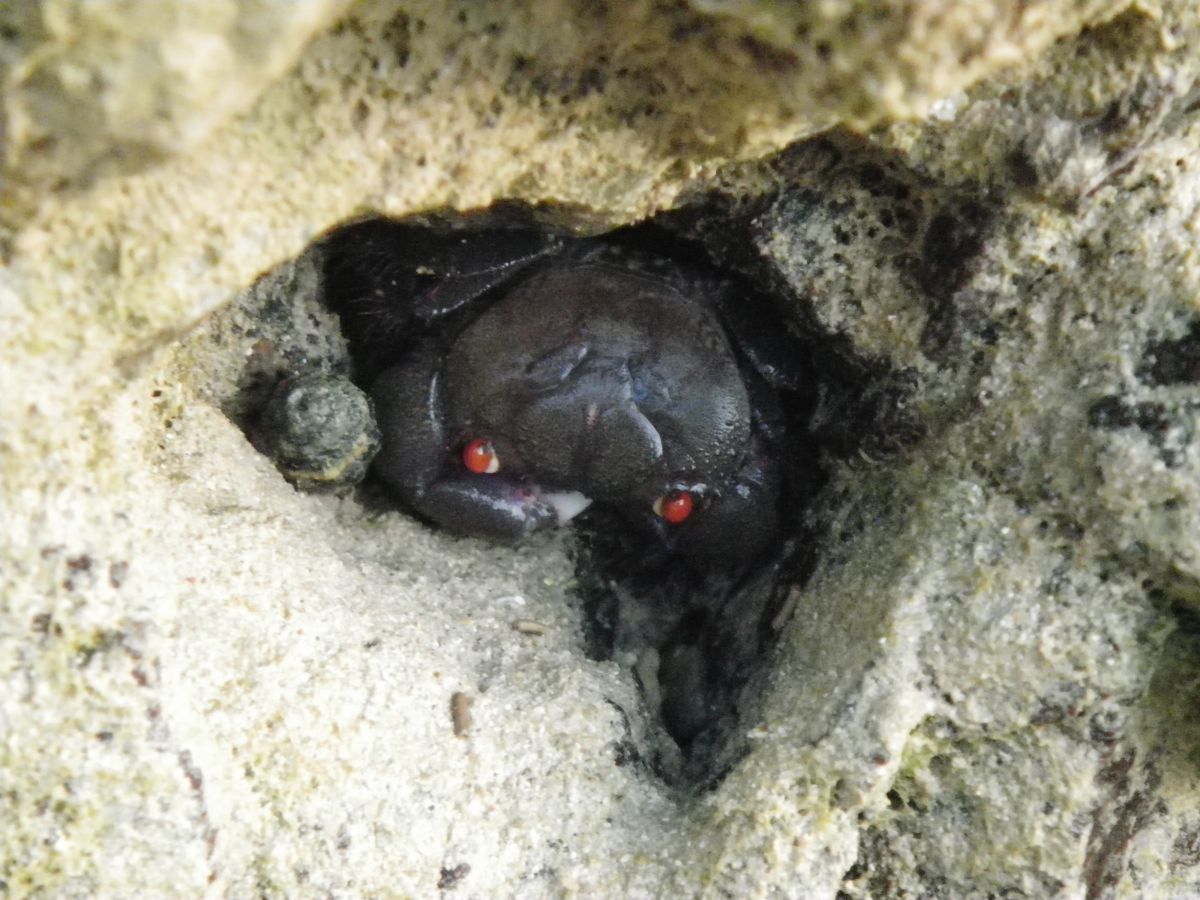 じっと身を潜める 動物 その他の海の生物 Ganref