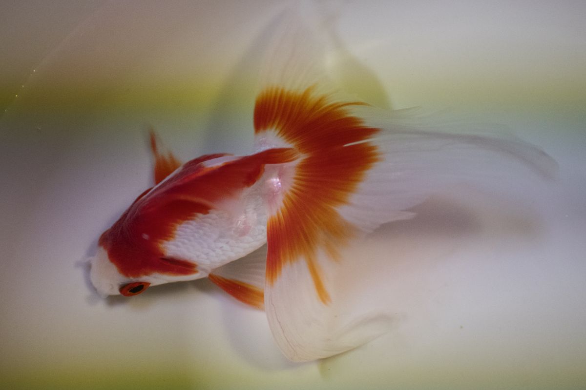 尾長琉金 動物 魚類 Ganref