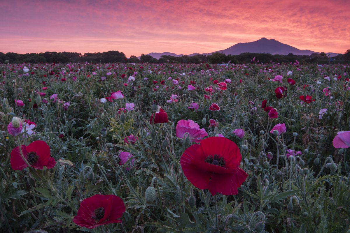 朝焼けのポピー 植物 花 花びら Ganref