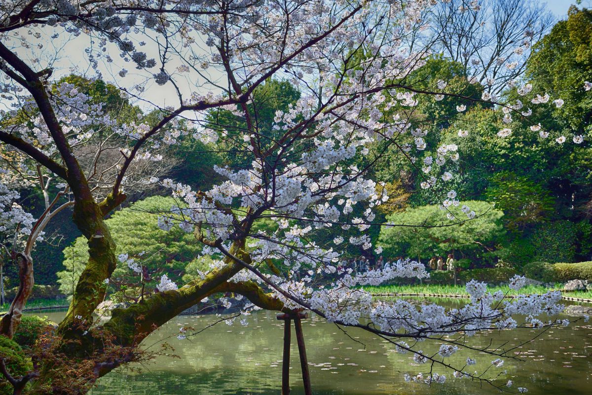 日本庭園 街並み 建物 庭園 Ganref