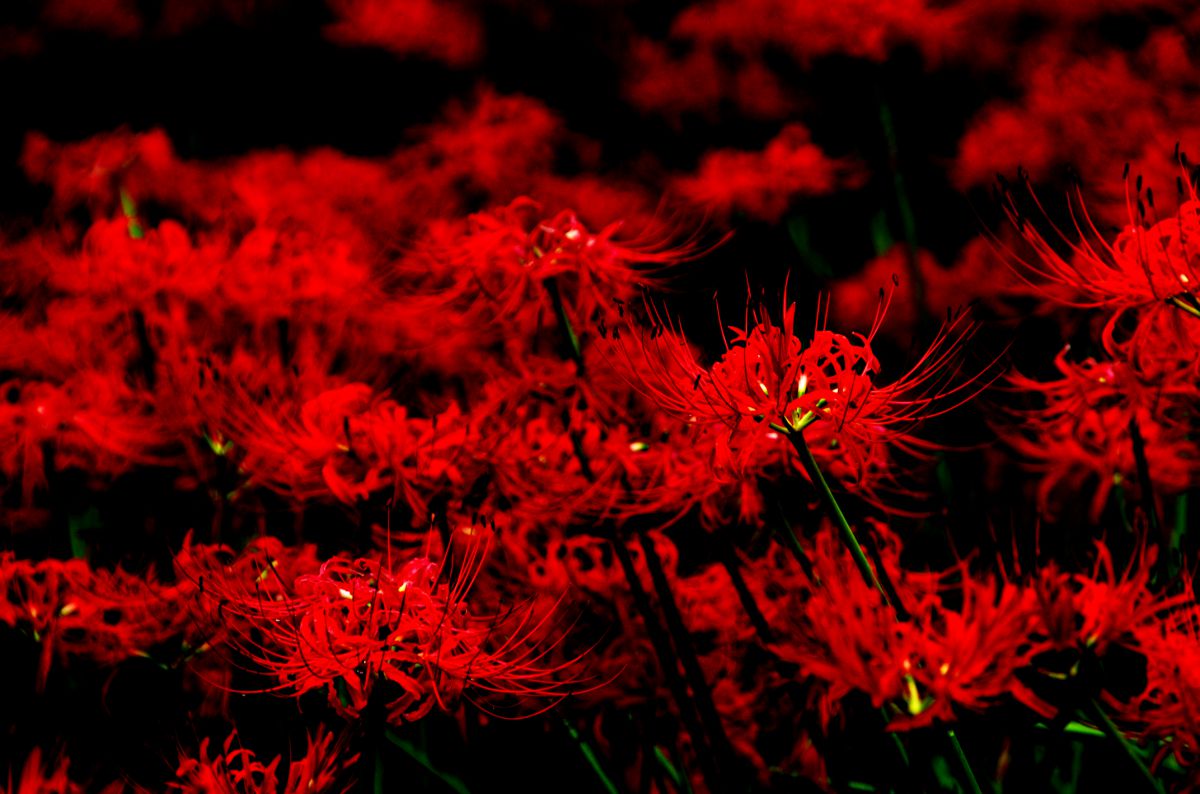 饗炎の華 植物 花 花びら Ganref