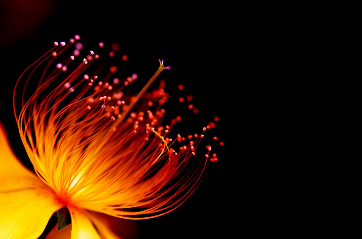 AF-S DX Micro NIKKOR 85mm f/3.5G ED VRで撮影された写真 | 写真検索