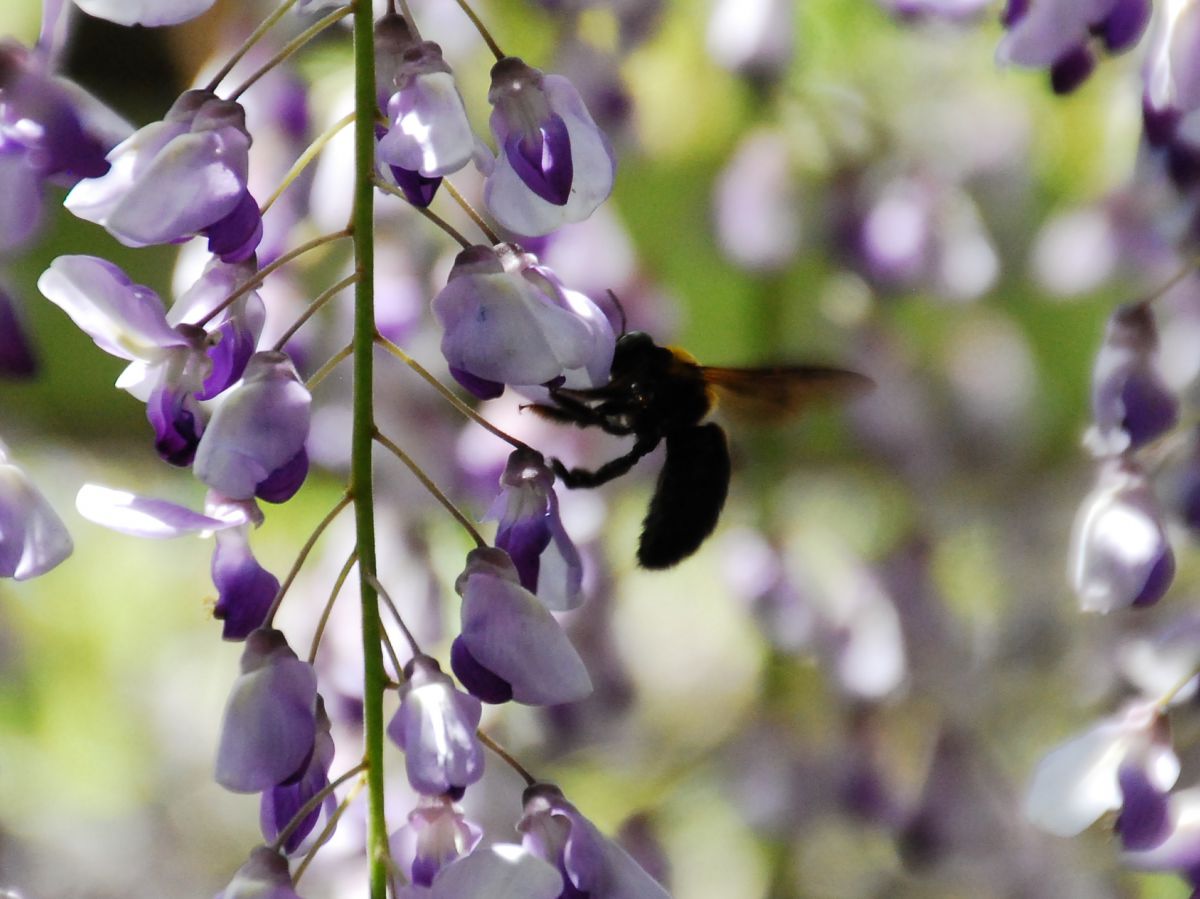 藤花と蜂 植物 花 花びら Ganref