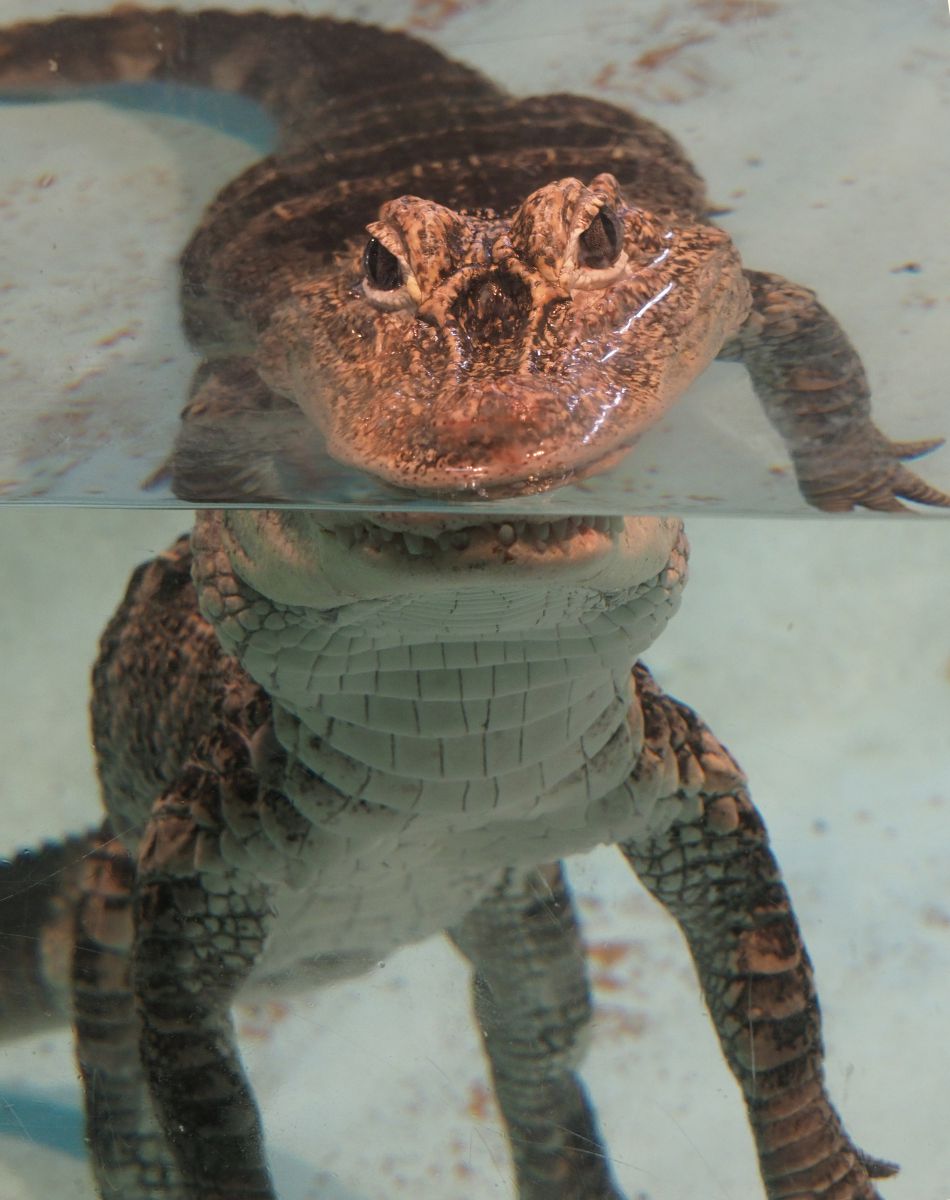 妖怪出現 動物 爬虫類 両生類 Ganref