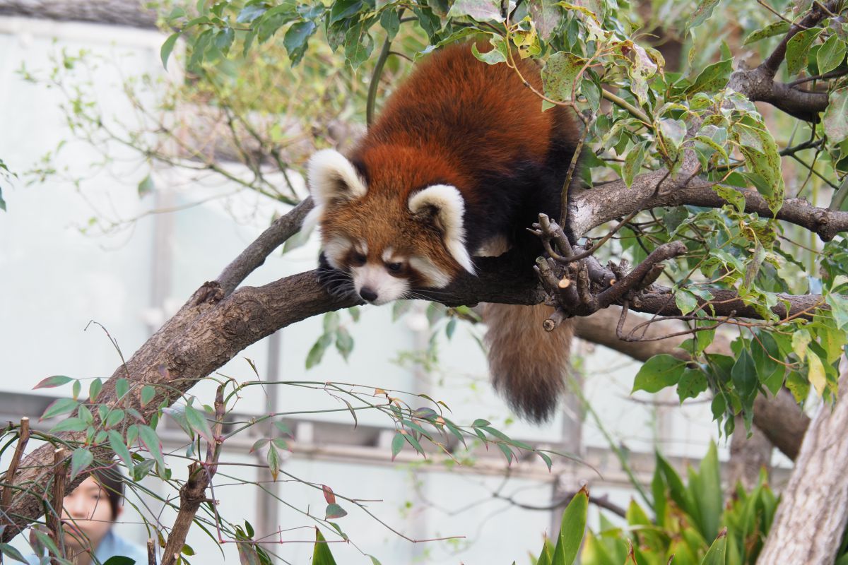 【レッサーパンダ】【2点まとめ】 レッサーパンダとアライグマ、違いは分かる？それぞれの歯の数は