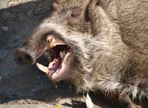 日向ぼっこのイノシシクン | GANREF